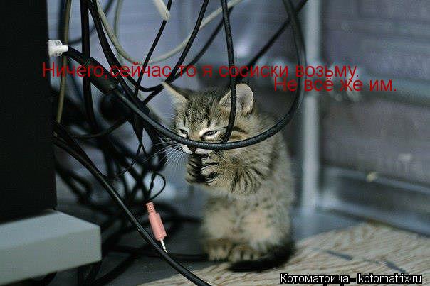 Ничего,сейчас то я сосиски возьму. Не всё же им.... Котоматрица: Ничего,сейчас то я сосиски возьму. Не всё же им.