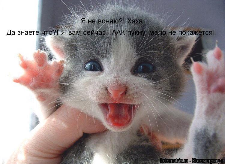 Я не воняю?! Хаха Да знаете что?! Я вам сейчас ТААК пукну, мало не покажется!... Котоматрица: Я не воняю?! Хаха Да знаете что?! Я вам сейчас ТААК пукну, мало не покажется!