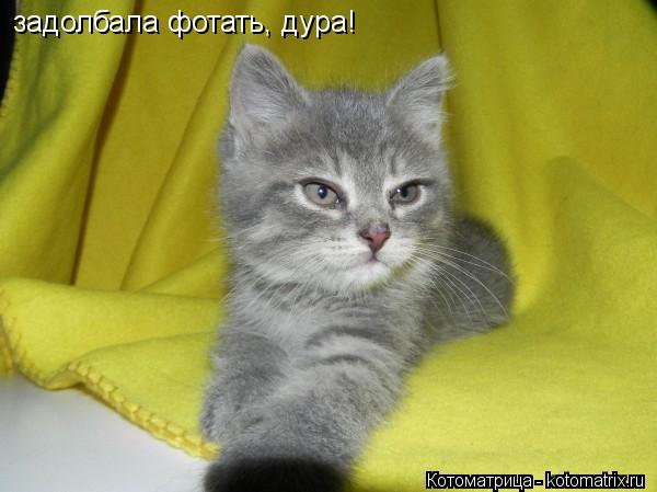 задолбала фотать, дура!... Котоматрица: задолбала фотать, дура!