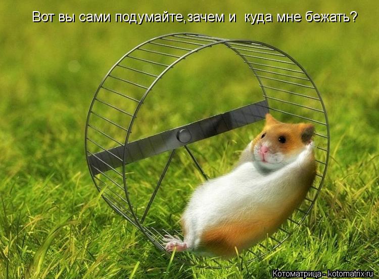 Вот вы сами подумайте,зачем и куда мне бежать?... Котоматрица: Вот вы сами подумайте,зачем и куда мне бежать?