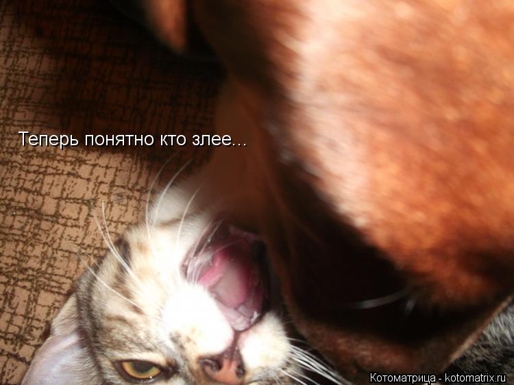 Теперь понятно кто злее...... Котоматрица: Теперь понятно кто злее...