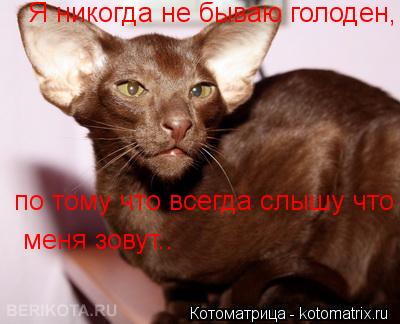 Я никогда не бываю голоден, по тому что всегда слышу что меня зовут.. по тому что всегда слышу что ме... Котоматрица: Я никогда не бываю голоден, по тому что всегда слышу что меня зовут.. по тому что всегда слышу что меня зовут.. меня зовут..