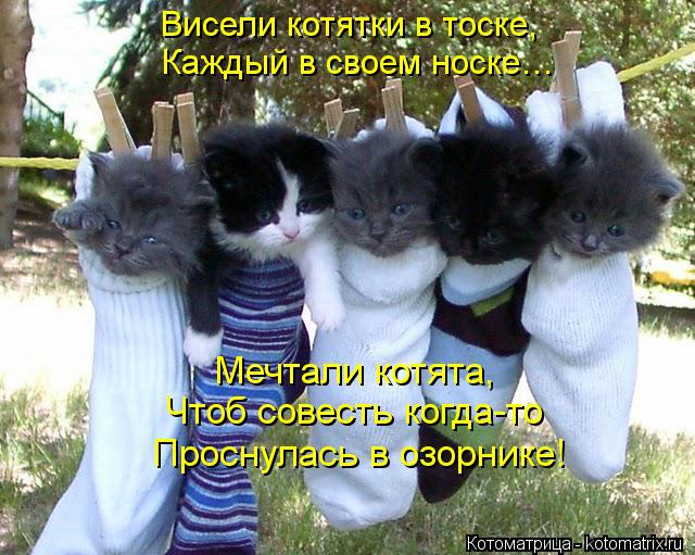 Висели котятки в тоске, Каждый в своем носке… Мечтали котята, Чтоб совесть когда-то Проснулась в озо... Котоматрица: Висели котятки в тоске, Каждый в своем носке… Мечтали котята, Чтоб совесть когда-то Проснулась в озорнике!