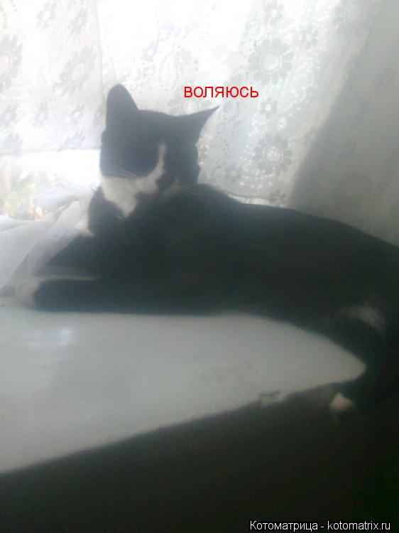 воляюсь... Котоматрица: воляюсь