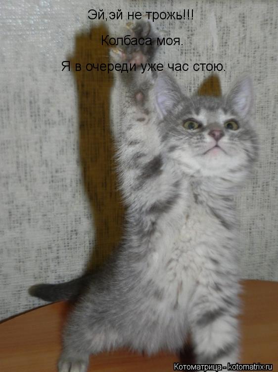 Эй,эй не трожь!!! Колбаса моя. Я в очереди уже час стою.... Котоматрица: Эй,эй не трожь!!! Колбаса моя. Я в очереди уже час стою.