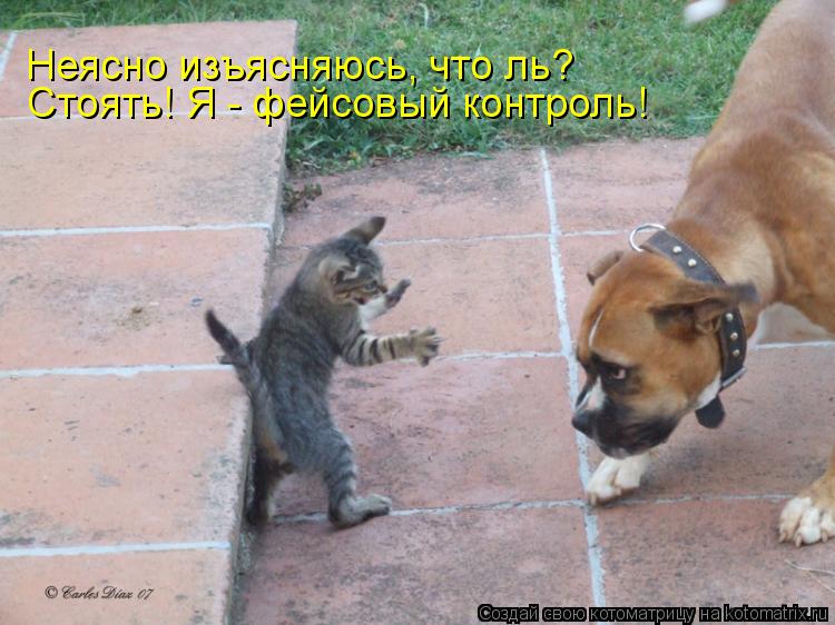 Неясно изъясняюсь, что ль? Стоять! Я - фейсовый контроль!... Котоматрица: Неясно изъясняюсь, что ль? Стоять! Я - фейсовый контроль!