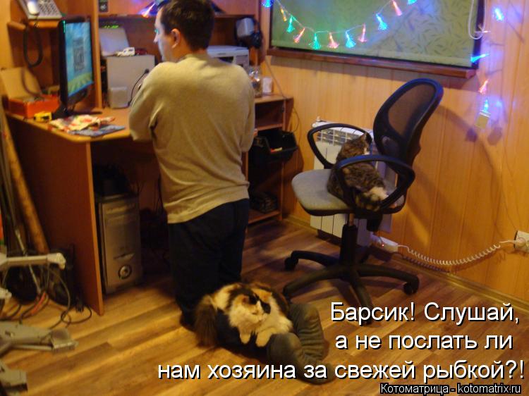Барсик! Слушай, а не послать ли нам хозяина за свежей рыбкой?!... Котоматрица: Барсик! Слушай, а не послать ли нам хозяина за свежей рыбкой?!