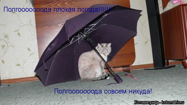 Полгооооооода плохая погода!!!!!!! Полгооооооода совсем никуда!... Котоматрица: Полгооооооода плохая погода!!!!!!! Полгооооооода совсем никуда!
