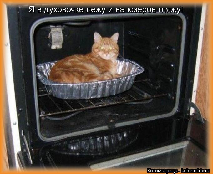 Я в духовочке лежу и на юзеров гляжу!... Котоматрица: Я в духовочке лежу и на юзеров гляжу!