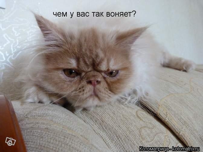 чем у вас так воняет?... Котоматрица: чем у вас так воняет?