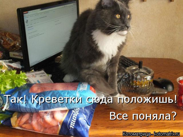 Так! Креветки сюда положишь! Все поняла? Все поняла?... Котоматрица: Так! Креветки сюда положишь! Все поняла? Все поняла?