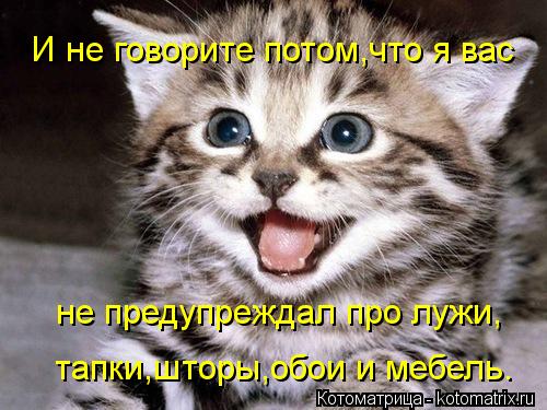 И не говорите потом,что я вас не предупреждал про лужи, тапки,шторы,обои и мебель.... Котоматрица: И не говорите потом,что я вас не предупреждал про лужи, тапки,шторы,обои и мебель.