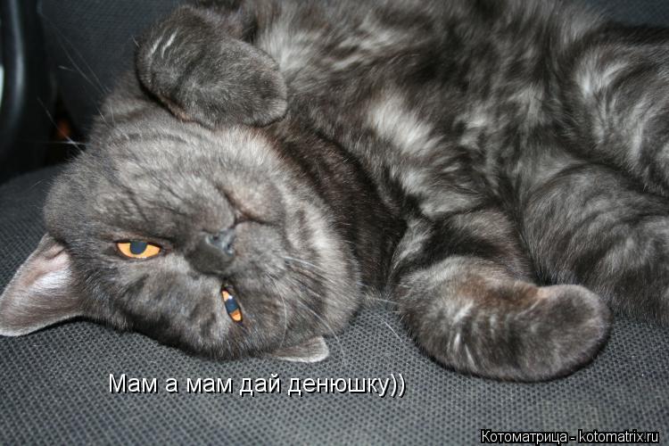 Мам а мам дай денюшку))... Котоматрица: Мам а мам дай денюшку))