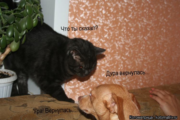 Что ты сказал? Дура вернулась... Ура! Вернулась...... Котоматрица: Что ты сказал? Дура вернулась... Ура! Вернулась...