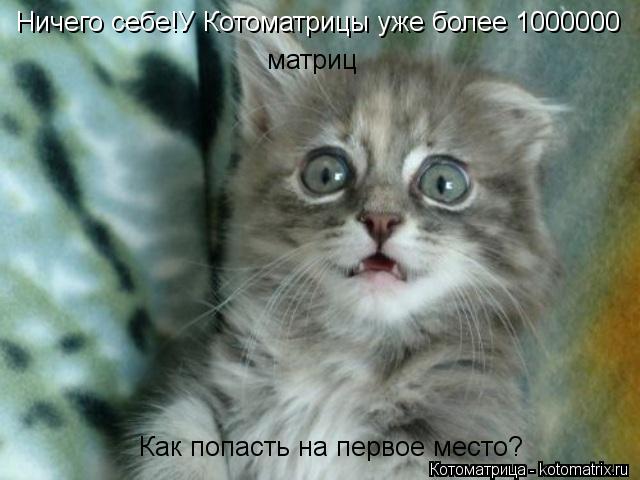 Ничего себе!У Котоматрицы уже более 1000000 матриц Как попасть на первое место?... Котоматрица: Ничего себе!У Котоматрицы уже более 1000000 матриц Как попасть на первое место?