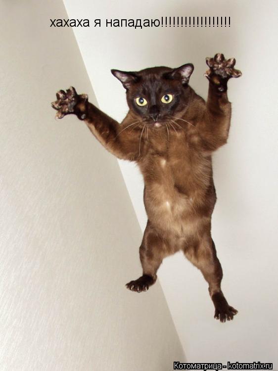 хахаха я нападаю!!!!!!!!!!!!!!!!!!... Котоматрица: хахаха я нападаю!!!!!!!!!!!!!!!!!!