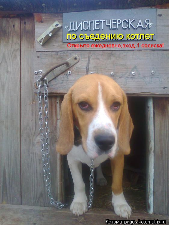 по съедению котлет Открыто ежедневно,вход-1 сосиска!... Котоматрица: по съедению котлет Открыто ежедневно,вход-1 сосиска!