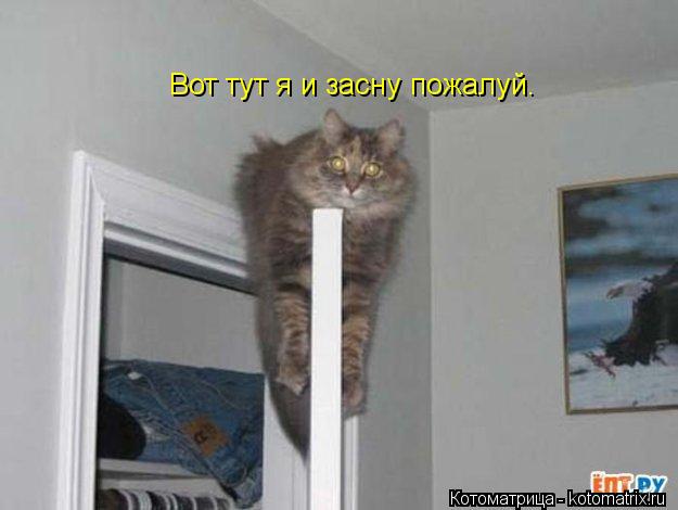 Вот тут я и засну пожалуй.... Котоматрица: Вот тут я и засну пожалуй.