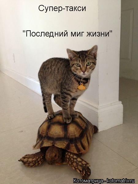 Супер-такси "Последний миг жизни"... Котоматрица: Супер-такси "Последний миг жизни"