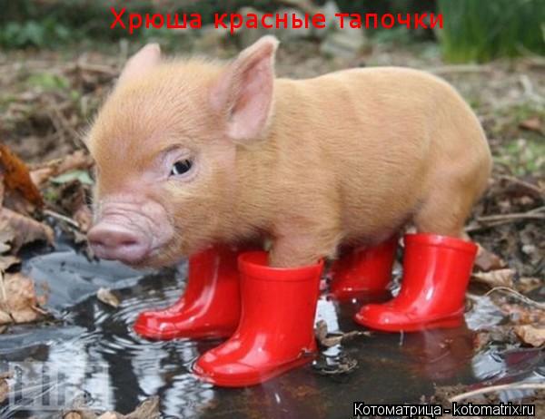 Хрюша красные тапочки... Котоматрица: Хрюша красные тапочки