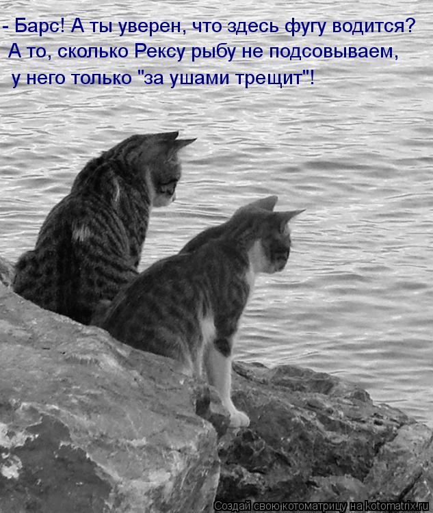 - Барс! А ты уверен, что здесь фугу водится? А то, сколько Рексу рыбу не подсовываем, у него только ... Котоматрица: - Барс! А ты уверен, что здесь фугу водится? А то, сколько Рексу рыбу не подсовываем, у него только "за ушами трещит"!