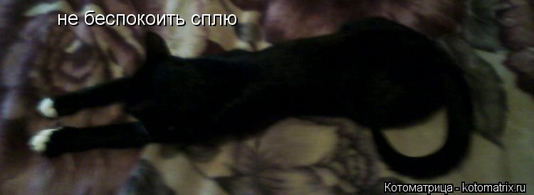 не беспокоить сплю... Котоматрица: не беспокоить сплю
