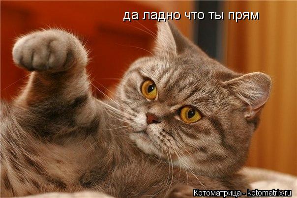 да ладно что ты прям да ладно что ты прям... Котоматрица: да ладно что ты прям да ладно что ты прям