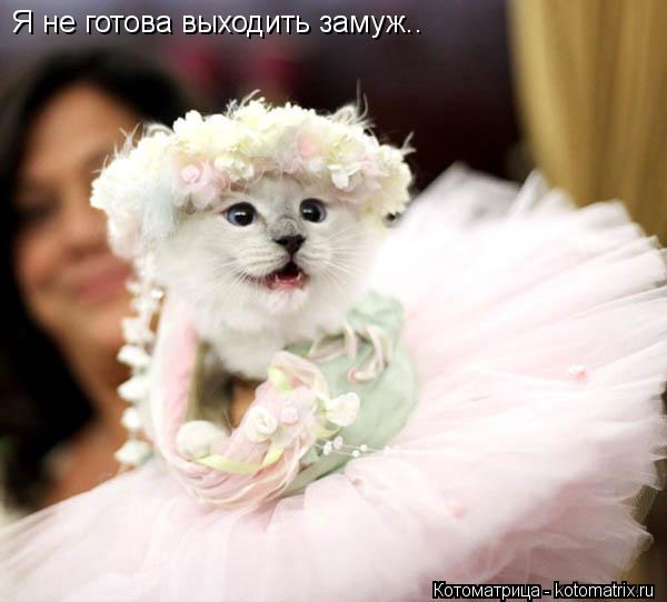 Я не готова выходить замуж..... Котоматрица: Я не готова выходить замуж..