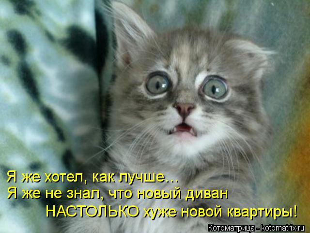 Я же хотел, как лучше… Я же не знал, что новый диван НАСТОЛЬКО хуже новой квартиры!... Котоматрица: Я же хотел, как лучше… Я же не знал, что новый диван НАСТОЛЬКО хуже новой квартиры!