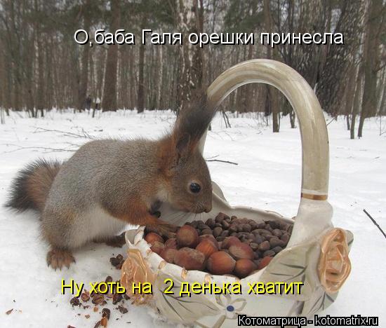 О,баба Галя орешки принесла Ну хоть на 2 денька хватит... Котоматрица: О,баба Галя орешки принесла Ну хоть на 2 денька хватит