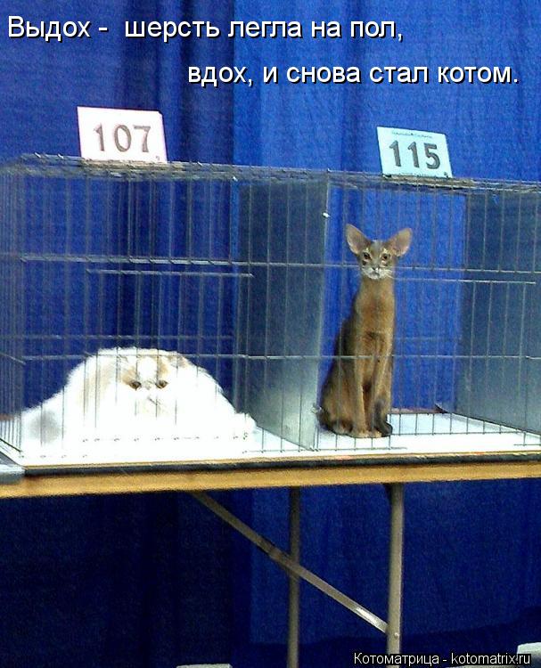 Выдох - шерсть легла на пол, вдох, и снова стал котом.... Котоматрица: Выдох - шерсть легла на пол, вдох, и снова стал котом.