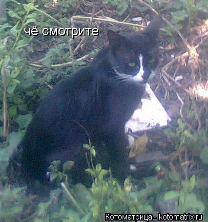 чё смотрите... Котоматрица: чё смотрите