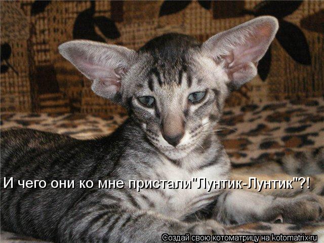 И чего они ко мне пристали"Лунтик-Лунтик"?!... Котоматрица: И чего они ко мне пристали"Лунтик-Лунтик"?!