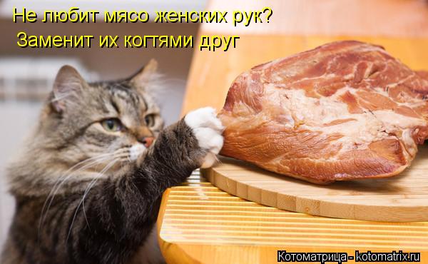 Не любит мясо женских рук? Заменит их когтями друг... Котоматрица: Не любит мясо женских рук? Заменит их когтями друг