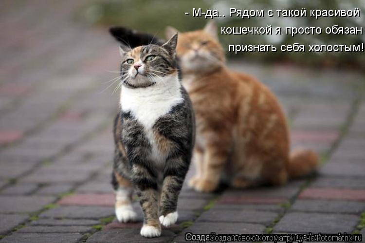 - М-да.. Рядом с такой красивой кошечкой я просто обязан признать себя холостым!... Котоматрица: - М-да.. Рядом с такой красивой кошечкой я просто обязан признать себя холостым!