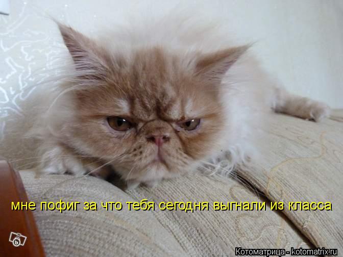 мне пофиг за что тебя сегодня выгнали из класса... Котоматрица: мне пофиг за что тебя сегодня выгнали из класса