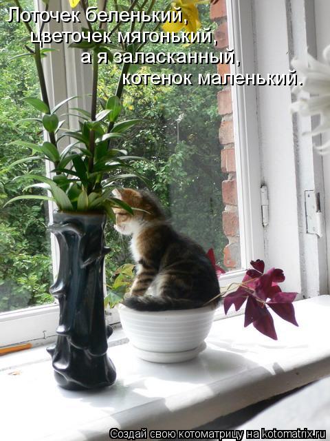 Лоточек беленький, цветочек мягонький, а я заласканный, котенок маленький.... Котоматрица: Лоточек беленький, цветочек мягонький, а я заласканный, котенок маленький.