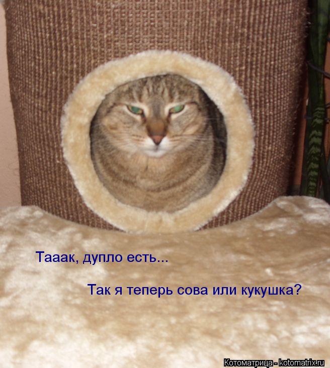 Тааак, дупло есть... Так я теперь сова или кукушка?... Котоматрица: Тааак, дупло есть... Так я теперь сова или кукушка?