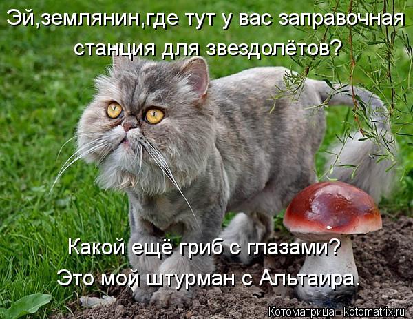 Эй,землянин,где тут у вас заправочная станция для звездолётов? Какой ещё гриб с глазами? Это мой шт... Котоматрица: Эй,землянин,где тут у вас заправочная станция для звездолётов? Какой ещё гриб с глазами? Это мой штурман с Альтаира.