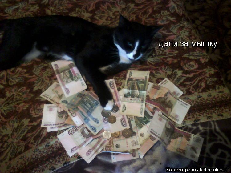 дали за мышку... Котоматрица: дали за мышку