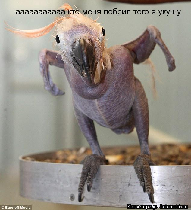 ааааааааааа кто меня побрил того я укушу... Котоматрица: ааааааааааа кто меня побрил того я укушу
