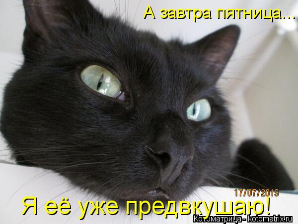 А завтра пятница... Я её уже предвкушаю!... Котоматрица: А завтра пятница... Я её уже предвкушаю!
