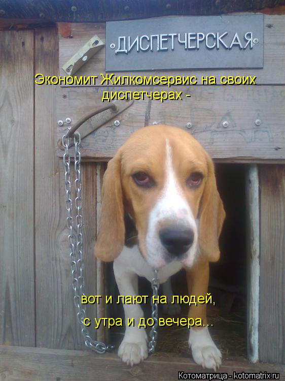 Экономит Жилкомсервис на своих Экономит Жилкомсервис на своих диспетчерах - вот и лают на людей, с ут... Котоматрица: Экономит Жилкомсервис на своих Экономит Жилкомсервис на своих диспетчерах - вот и лают на людей, с утра и до вечера...