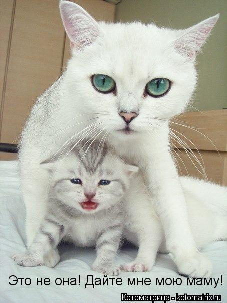 Это не она! Дайте мне мою маму!... Котоматрица: Это не она! Дайте мне мою маму!