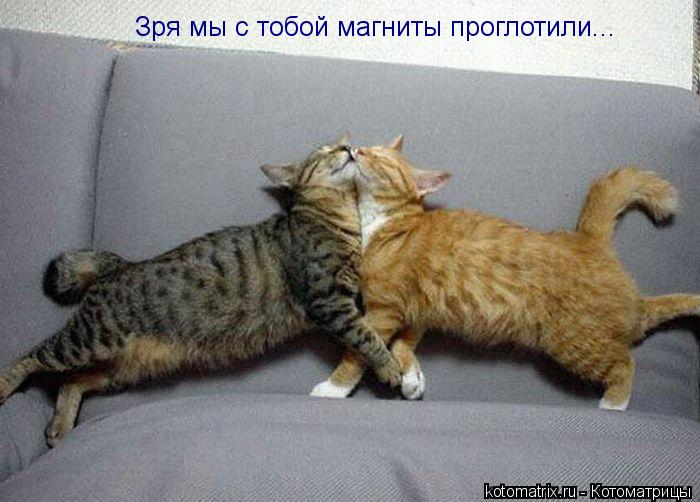 Зря мы с тобой магниты проглотили...... Котоматрица: Зря мы с тобой магниты проглотили...
