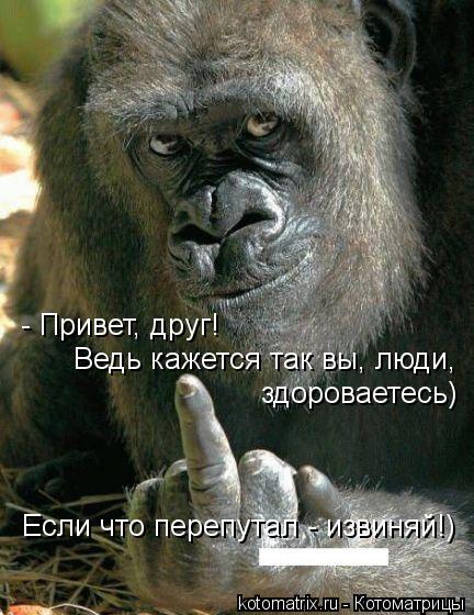 - Привет, друг! Ведь кажется так вы, люди, здороваетесь) Если что перепутал - извиняй!)... Котоматрица: - Привет, друг! Ведь кажется так вы, люди, здороваетесь) Если что перепутал - извиняй!)