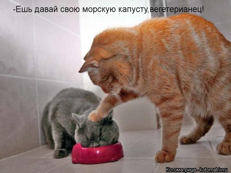 -Ешь давай свою морскую капусту,вегетерианец!... Котоматрица: -Ешь давай свою морскую капусту,вегетерианец!