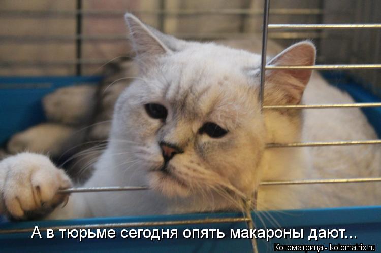 А в тюрьме сегодня опять макароны дают...... Котоматрица: А в тюрьме сегодня опять макароны дают...