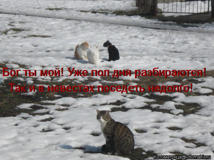 Так и в невестах поседеть недолго! Так и в невестах поседеть недолго! Бог ты мой! Уже пол дня разбира... Котоматрица: Так и в невестах поседеть недолго! Так и в невестах поседеть недолго! Бог ты мой! Уже пол дня разбираются! Бог ты мой! Уже пол дня разбираются!