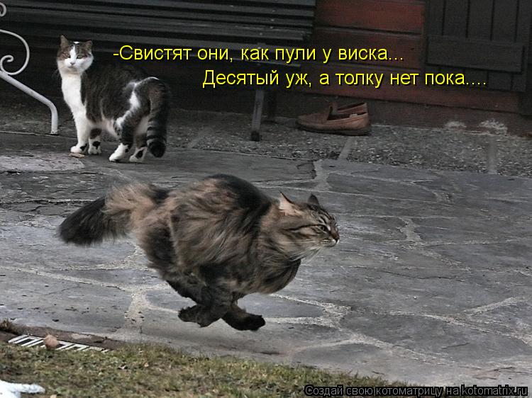 -Свистят они, как пули у виска... Десятый уж, а толку нет пока....... Котоматрица: -Свистят они, как пули у виска... Десятый уж, а толку нет пока....